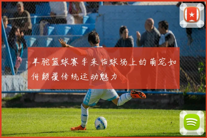 羊驼篮球赛季来临球场上的萌宠如何颠覆传统运动魅力
